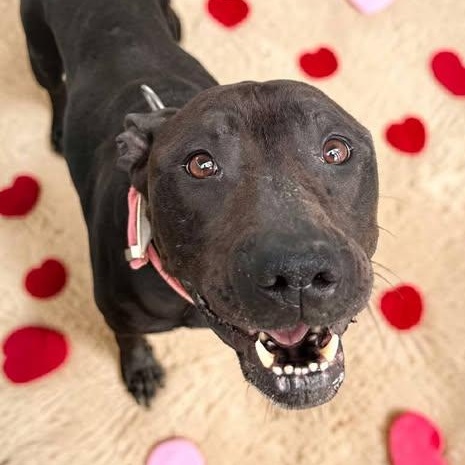 Enlarge Queen, a Adoptable mixed breed in Knoxville, TN image 2/4