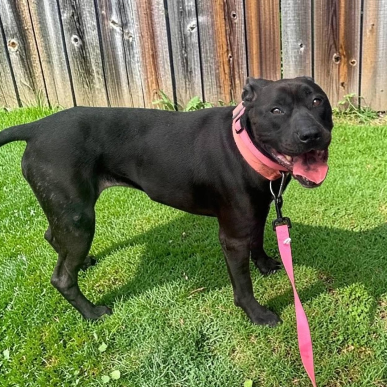 Queen, Adoptable, Adult Female Black Labrador Retriever & Pit Bull Terrier.