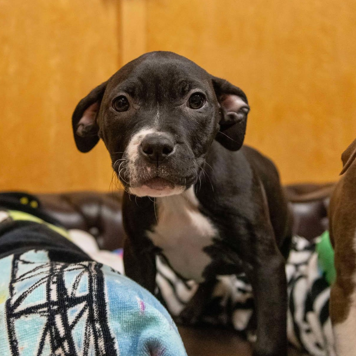 Enlarge Nessa, a ADOPTABLE Pit Bull Terrier in Valparaiso, IN image 1/1