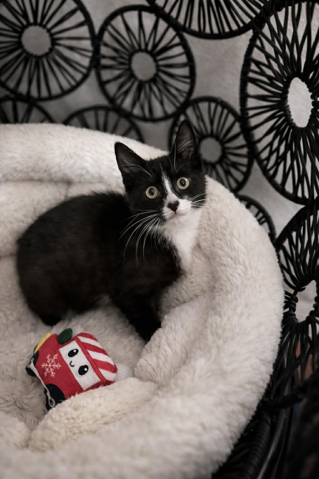 Enlarge Balthazar, a ADOPTABLE Domestic Short Hair in Myakka City, FL image 1/2