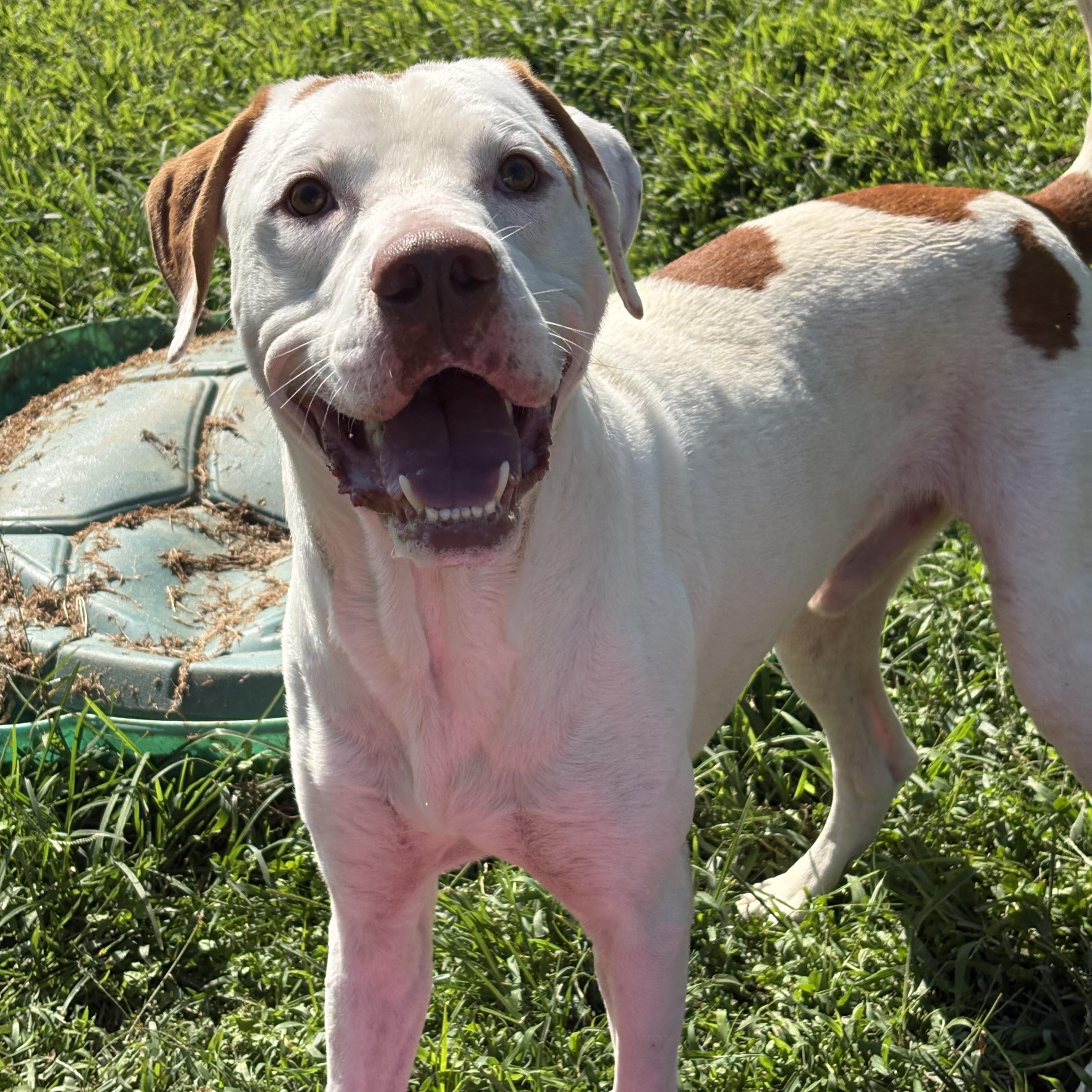 Dino, a ADOPTABLE mixed breed in Bardstown, KY image 5/6
