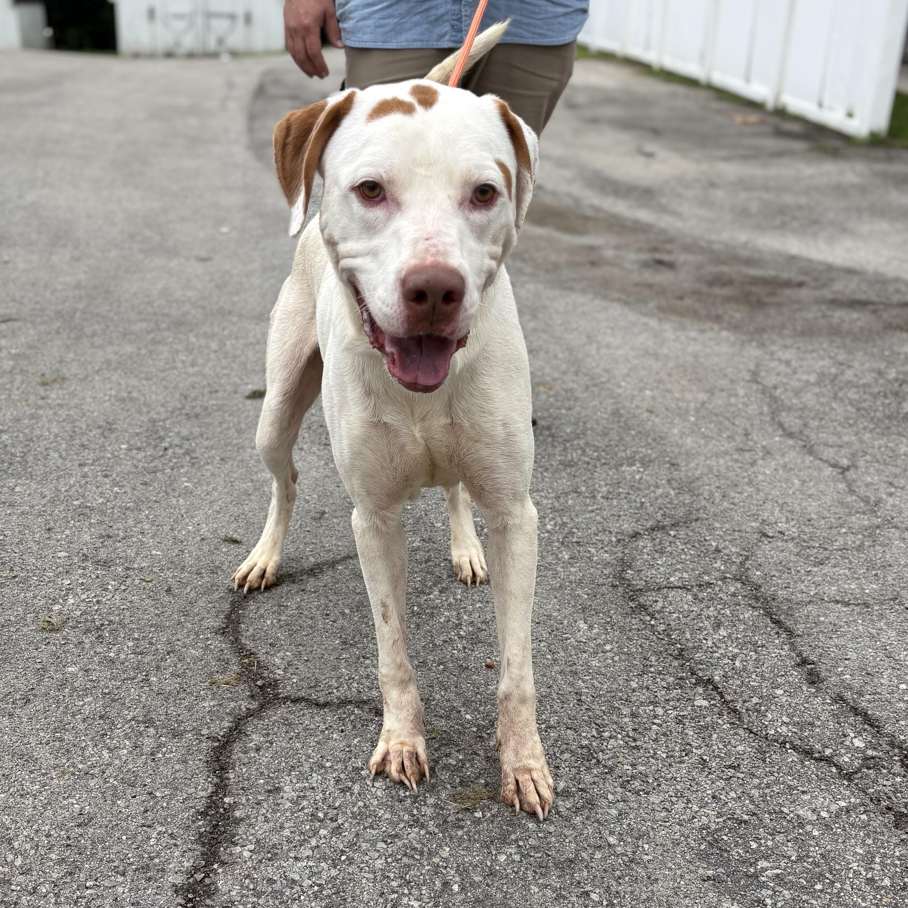 Dino, a ADOPTABLE mixed breed in Bardstown, KY image 2/6
