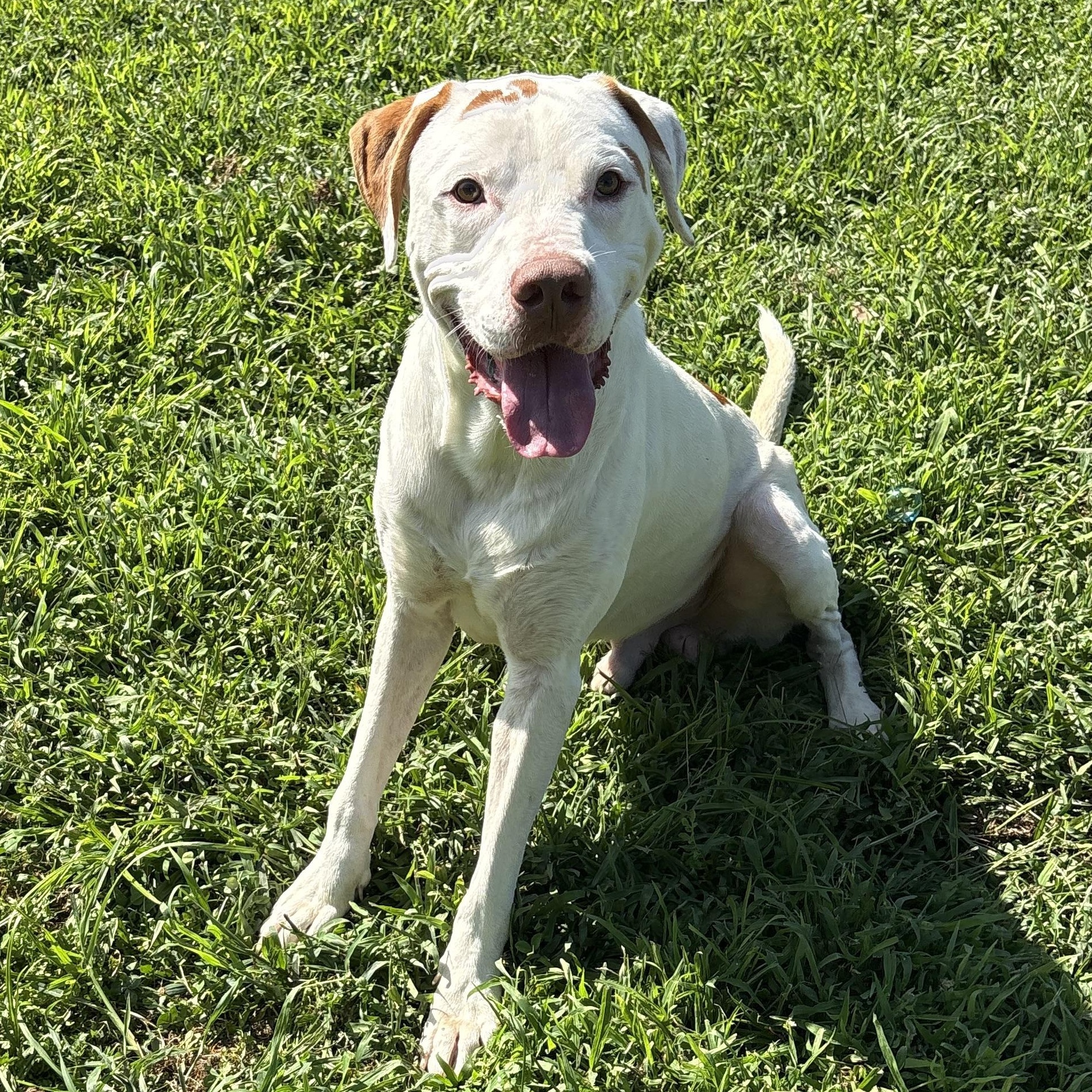 Dino, a ADOPTABLE mixed breed in Bardstown, KY image 6/6