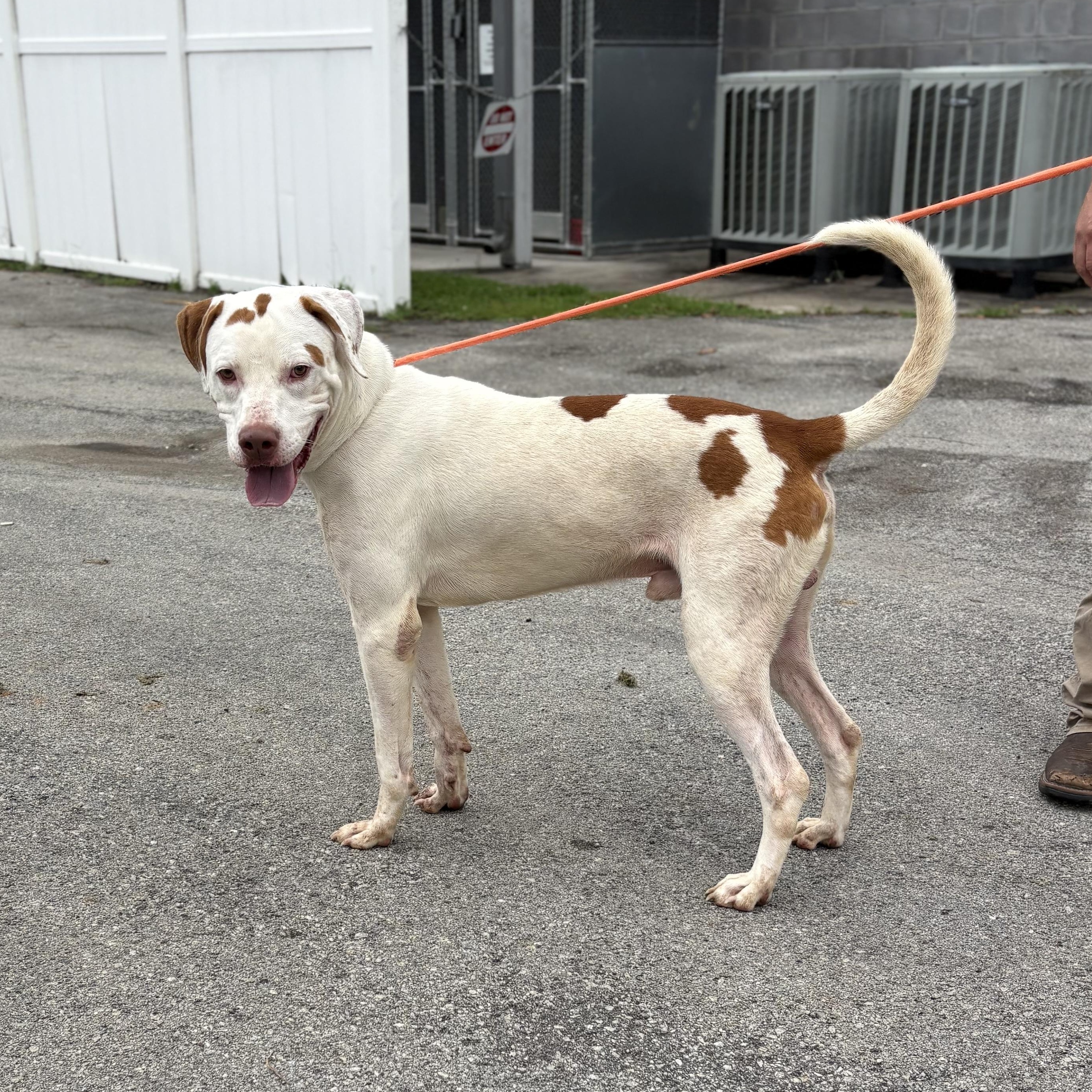 Dino, a ADOPTABLE mixed breed in Bardstown, KY image 3/6