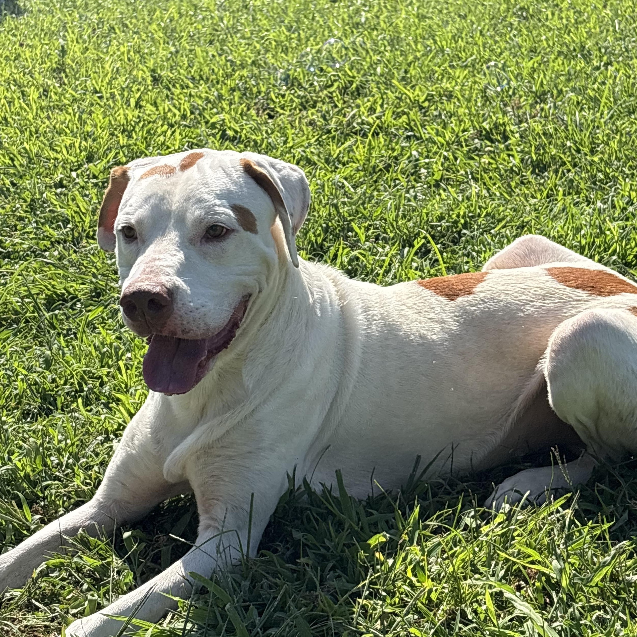 Dino, a ADOPTABLE mixed breed in Bardstown, KY image 4/6
