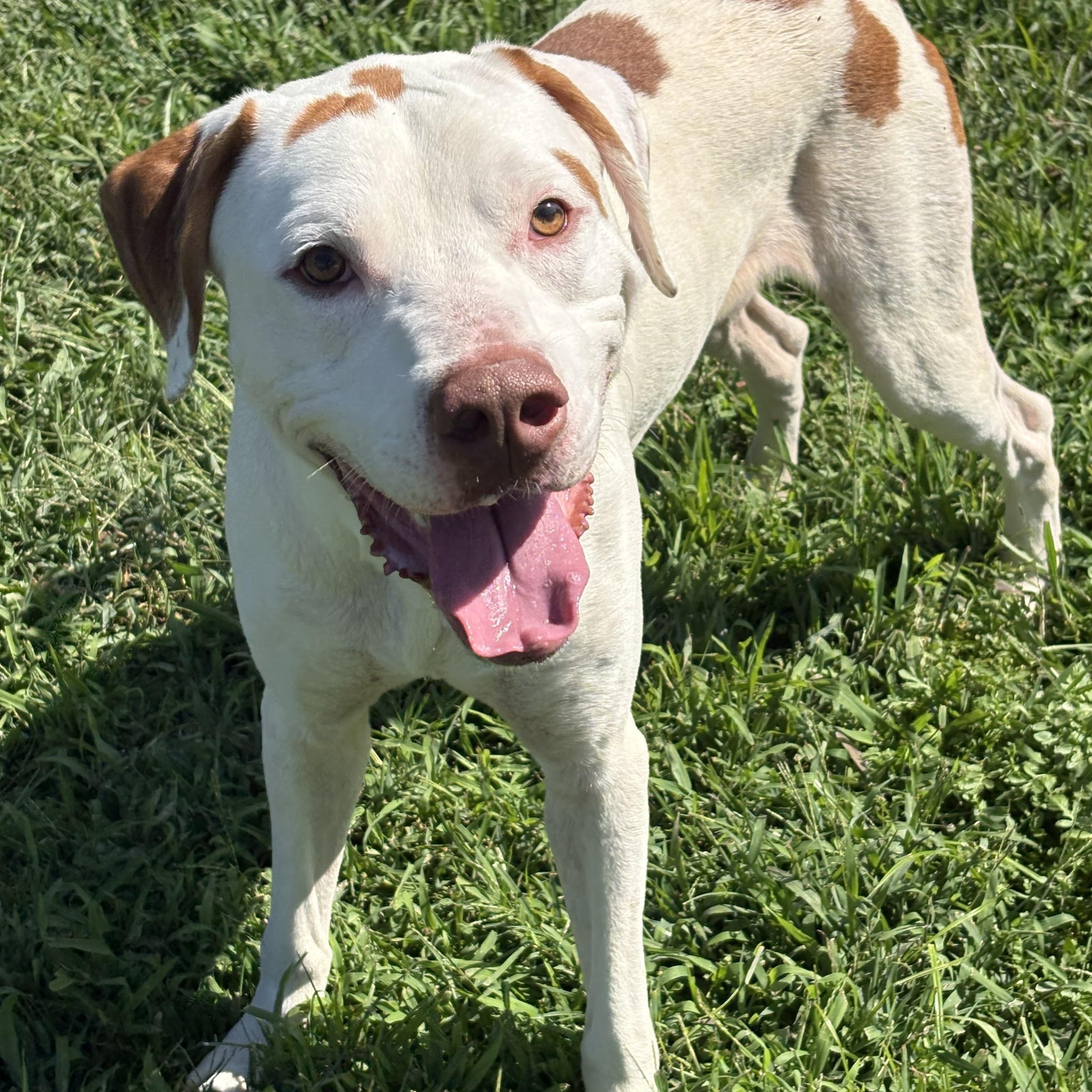 Dino, a ADOPTABLE mixed breed in Bardstown, KY image 1/6