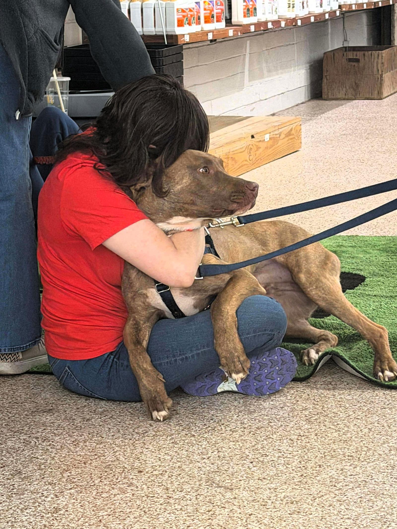 Enlarge Chip, a Adoptable mixed breed in Auburn, GA image 1/3