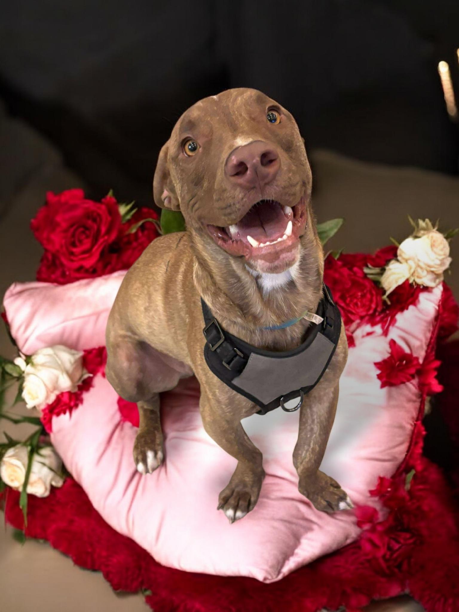 Chip, Adoptable, Adult Male Pit Bull Terrier & German Shepherd Dog.