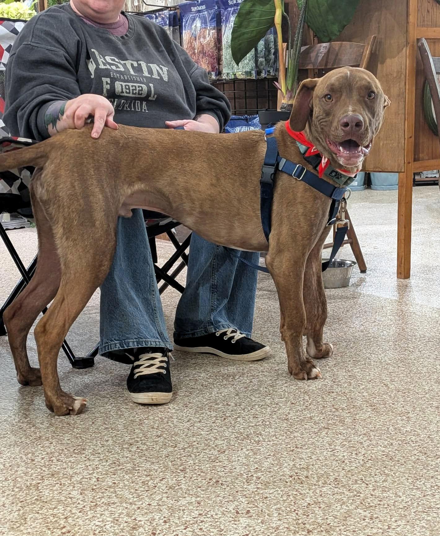 Enlarge Chip, a Adoptable mixed breed in Auburn, GA image 2/3