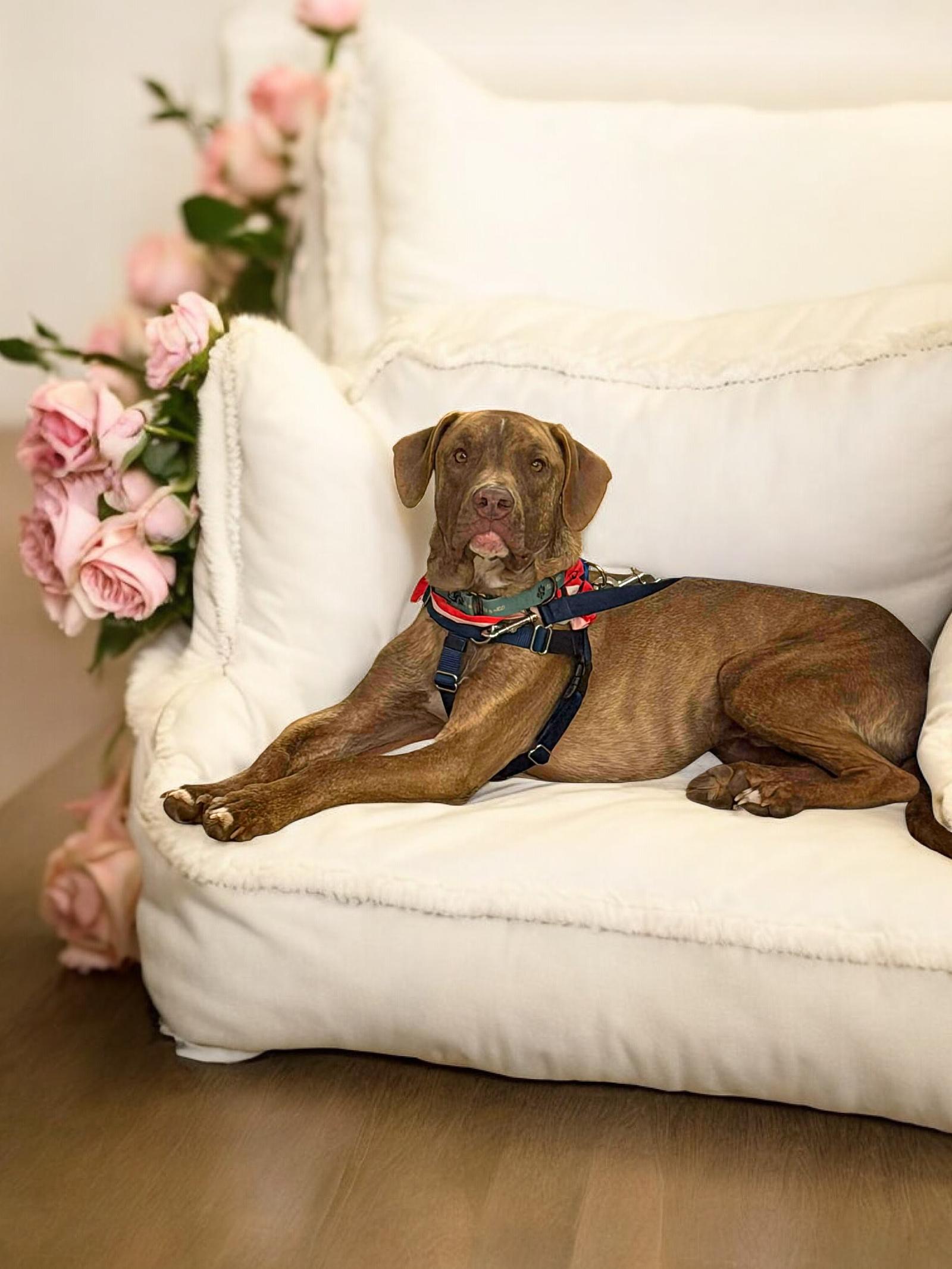 Enlarge Chip, a Adoptable mixed breed in Auburn, GA image 3/3