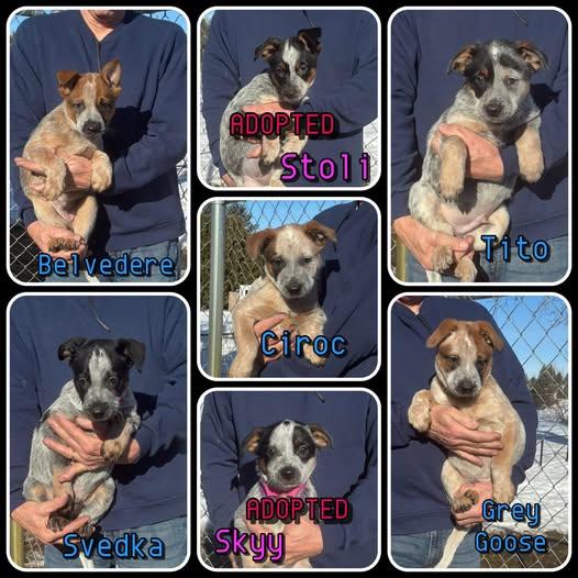 Enlarge Vodka Litter- puppies, a ADOPTABLE mixed breed in Traverse City, MI image 1/1