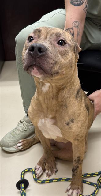 MARBLES, Adoptable, Young Female Pit Bull Terrier & Mixed Breed.
