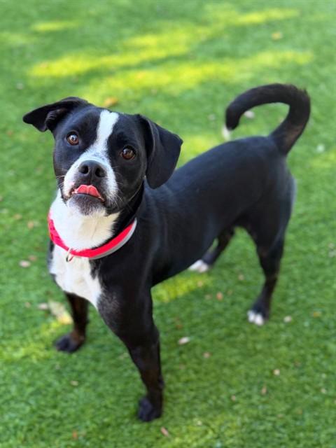 JOHNNIE, Adoptable, Young Male Pug & Mixed Breed.