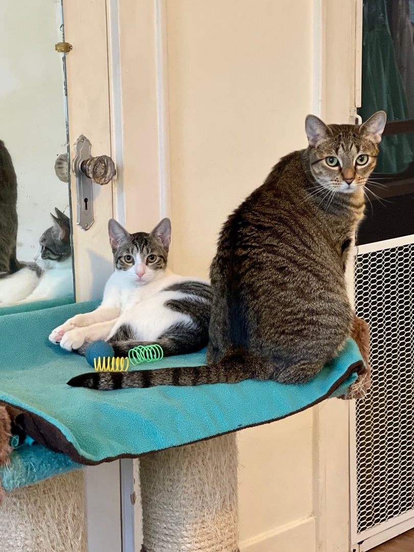 Enlarge Robbie, a Adoptable Tabby in Houston, TX image 8/10