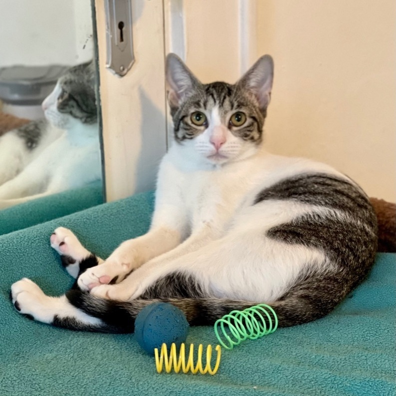 Robbie, a Adoptable Tabby in Houston, TX image 1/10