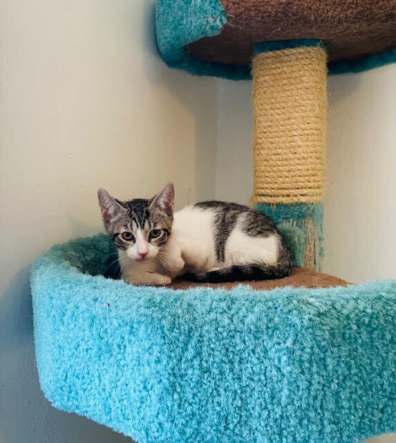 Enlarge Robbie, a Adoptable Tabby in Houston, TX image 9/10