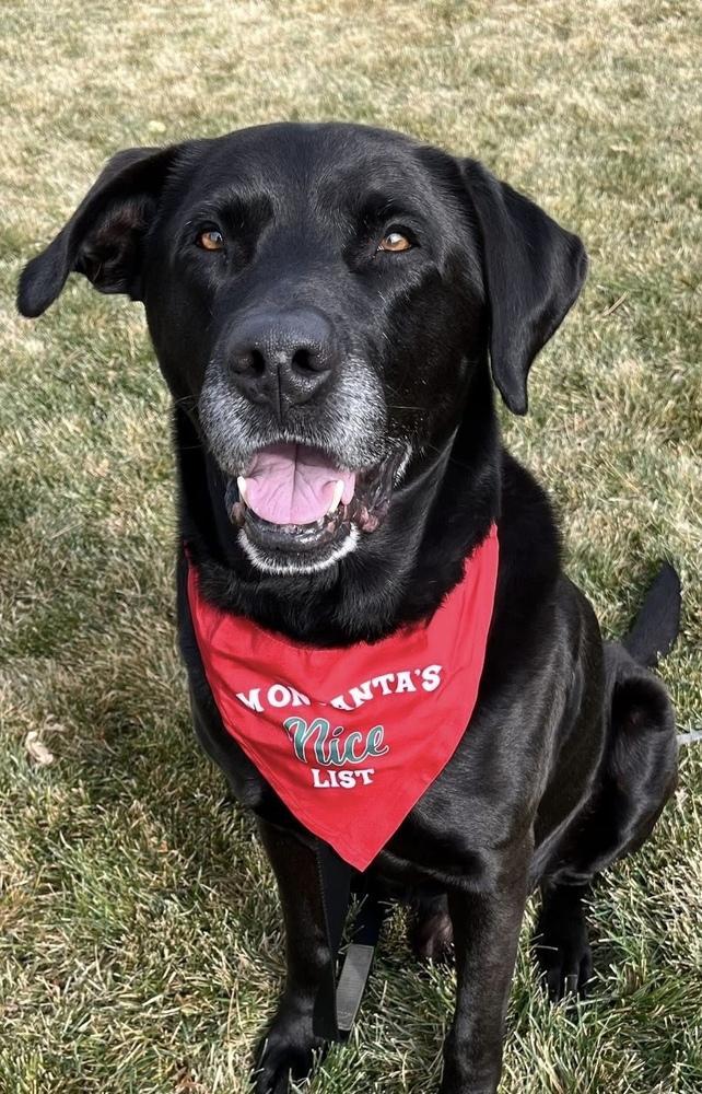 Texier / Liam, a Adoptable mixed breed in Broomfield, CO image 1/6