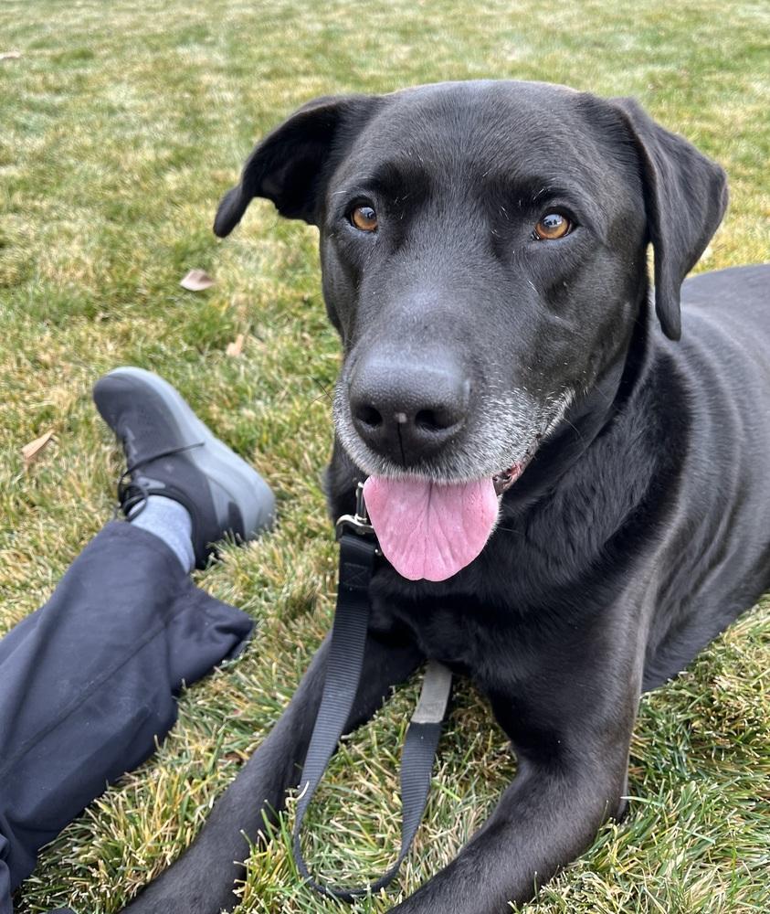 Texier / Liam, Adoptable, Adult Male Labrador Retriever.
