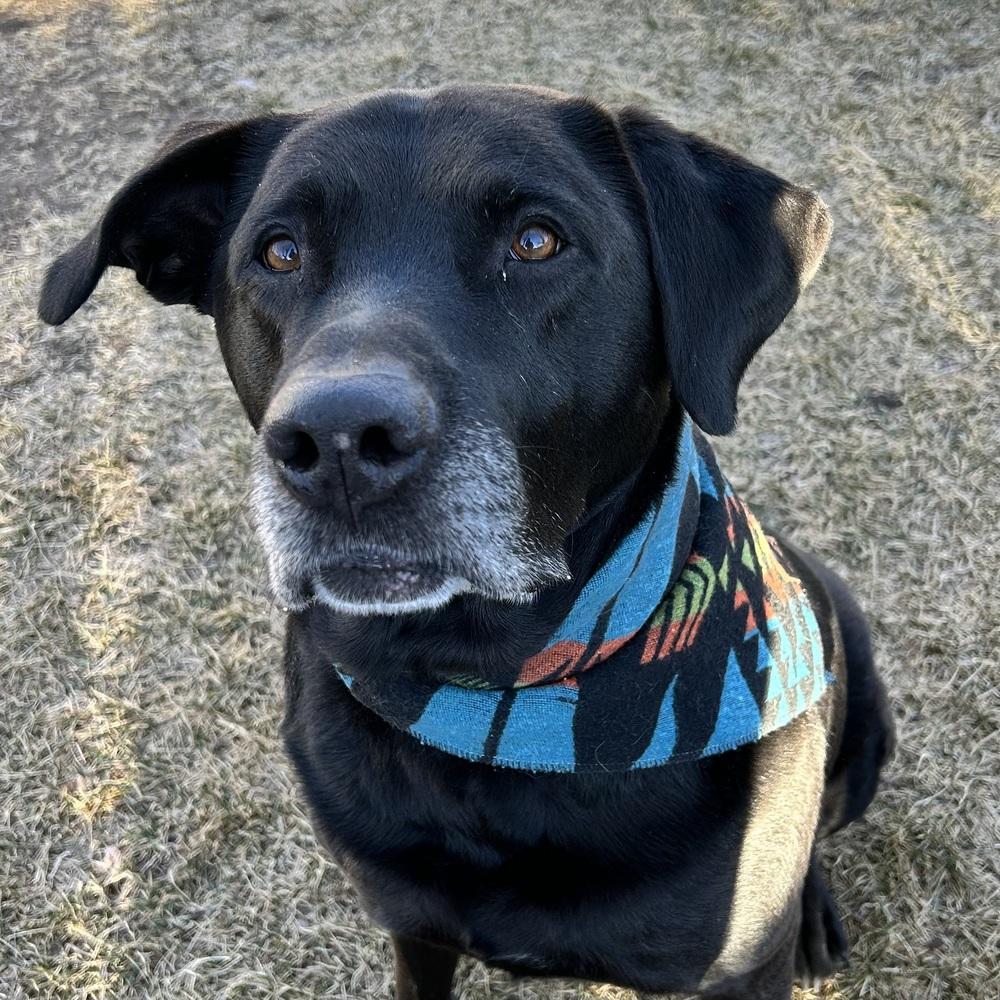 Enlarge Texier / Liam, a Adoptable mixed breed in Broomfield, CO image 3/6