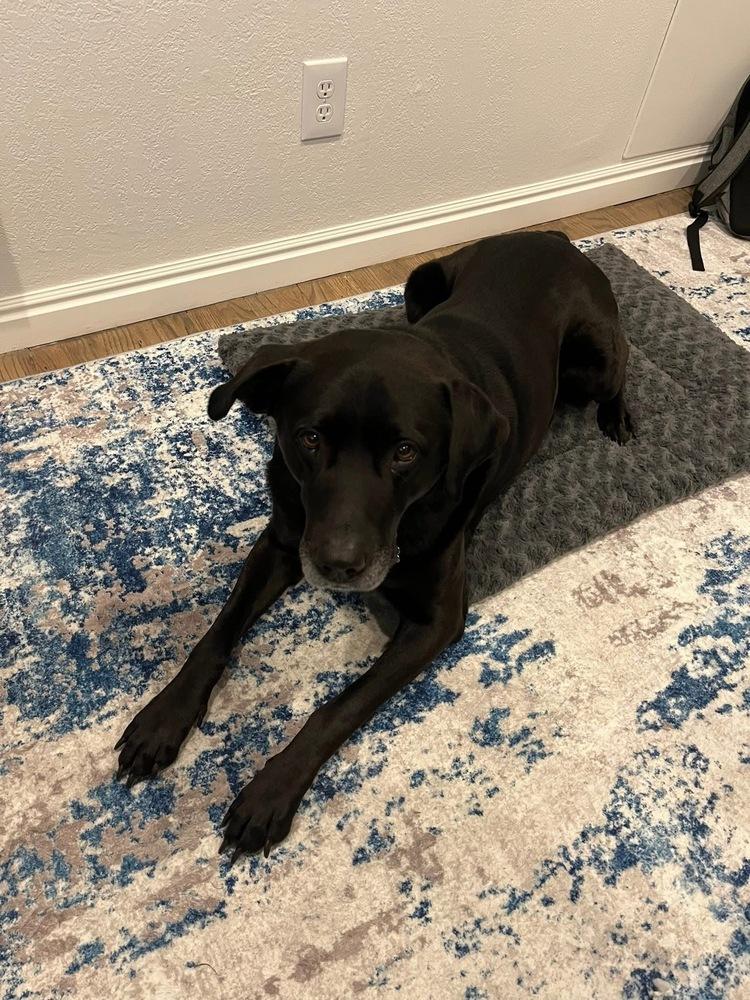 Texier / Liam, a Adoptable mixed breed in Broomfield, CO image 4/6