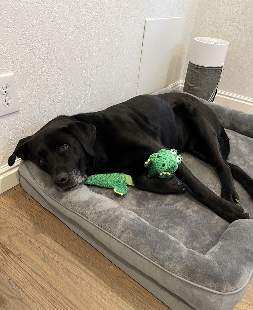 Enlarge Texier / Liam, a Adoptable mixed breed in Broomfield, CO image 3/6