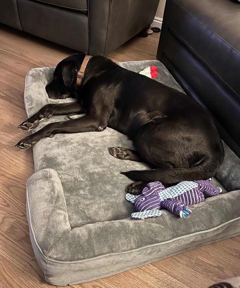 Enlarge Texier / Liam, a Adoptable mixed breed in Broomfield, CO image 4/6