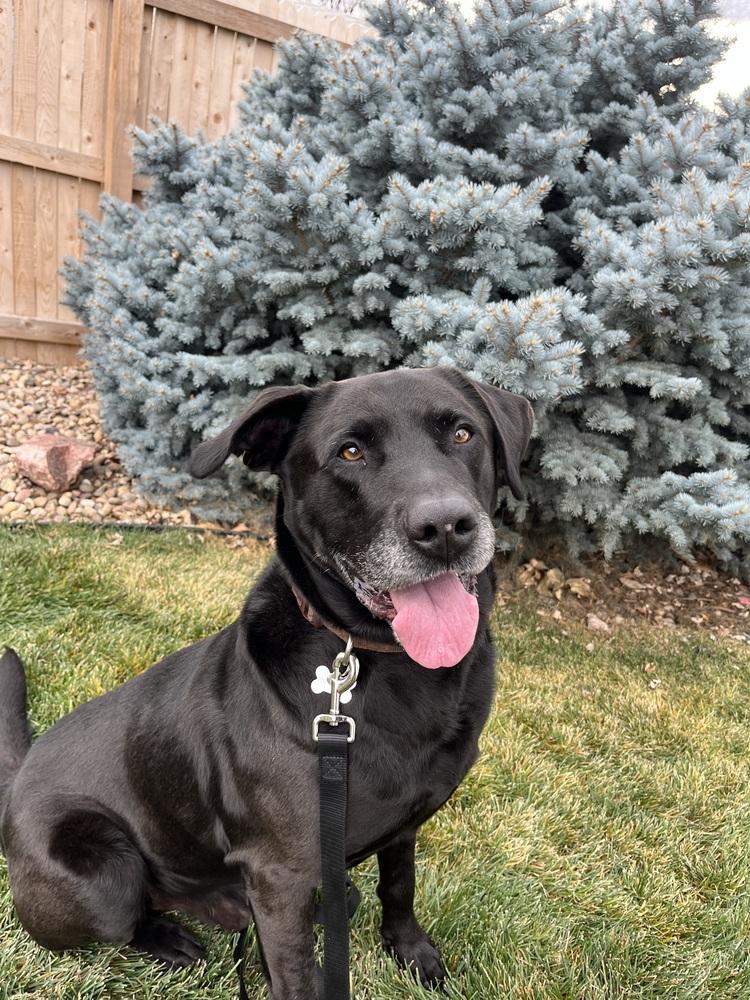 Enlarge Texier / Liam, a Adoptable mixed breed in Broomfield, CO image 5/6