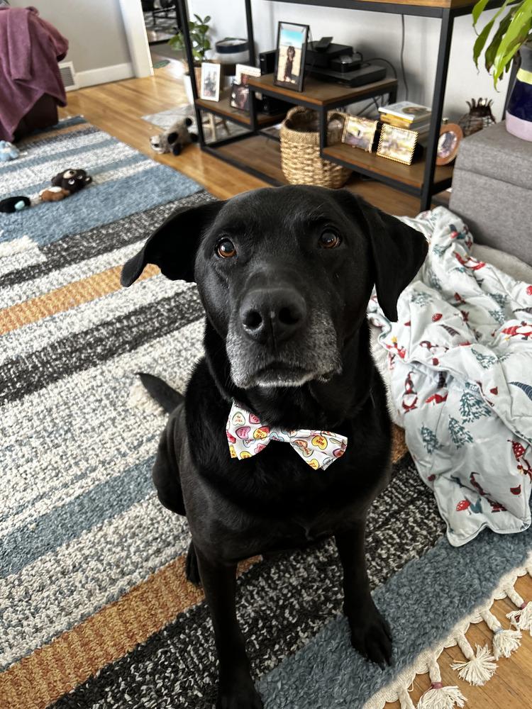 Enlarge Texier / Liam, a Adoptable mixed breed in Broomfield, CO image 6/6