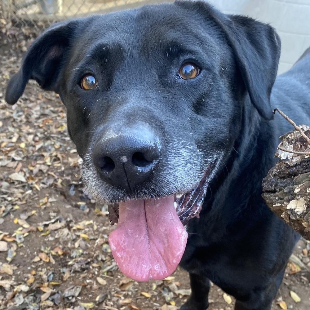 Enlarge Texier / Liam, a Adoptable mixed breed in Broomfield, CO image 6/6