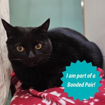 Binx (and Basil), ADOPTABLE, Adult Male Domestic Short Hair.