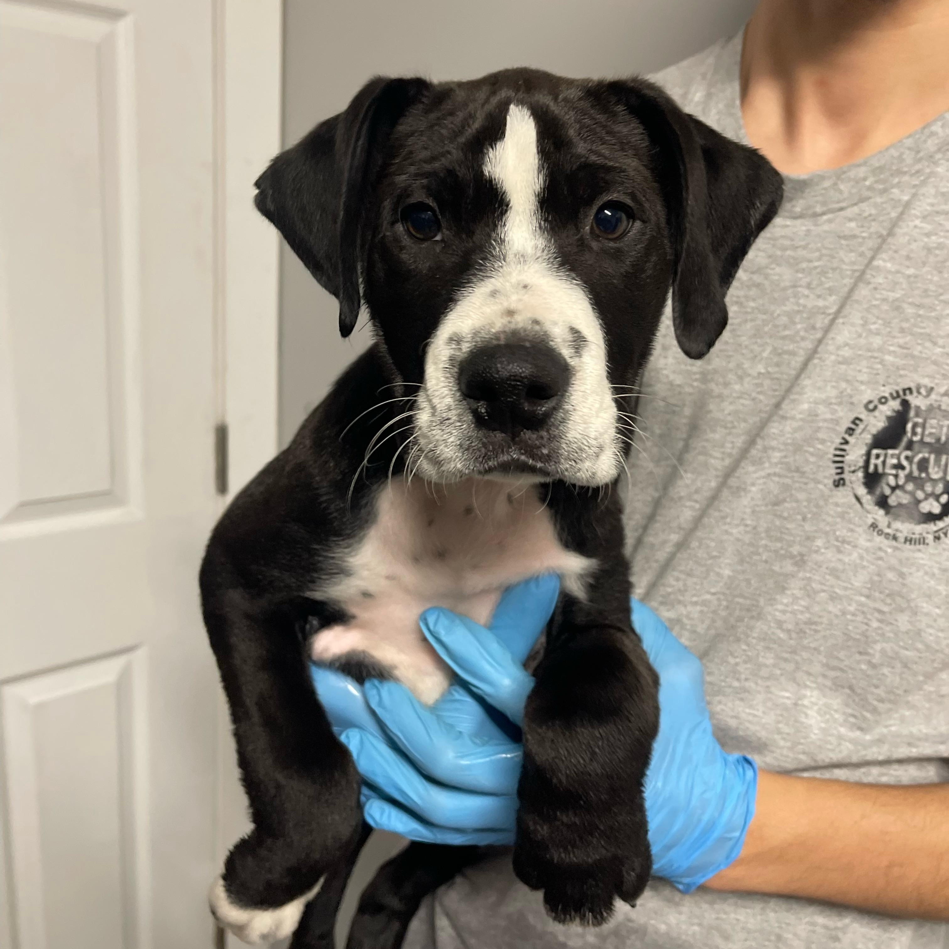 Carter, ADOPTABLE, Puppy Male Labrador Retriever.