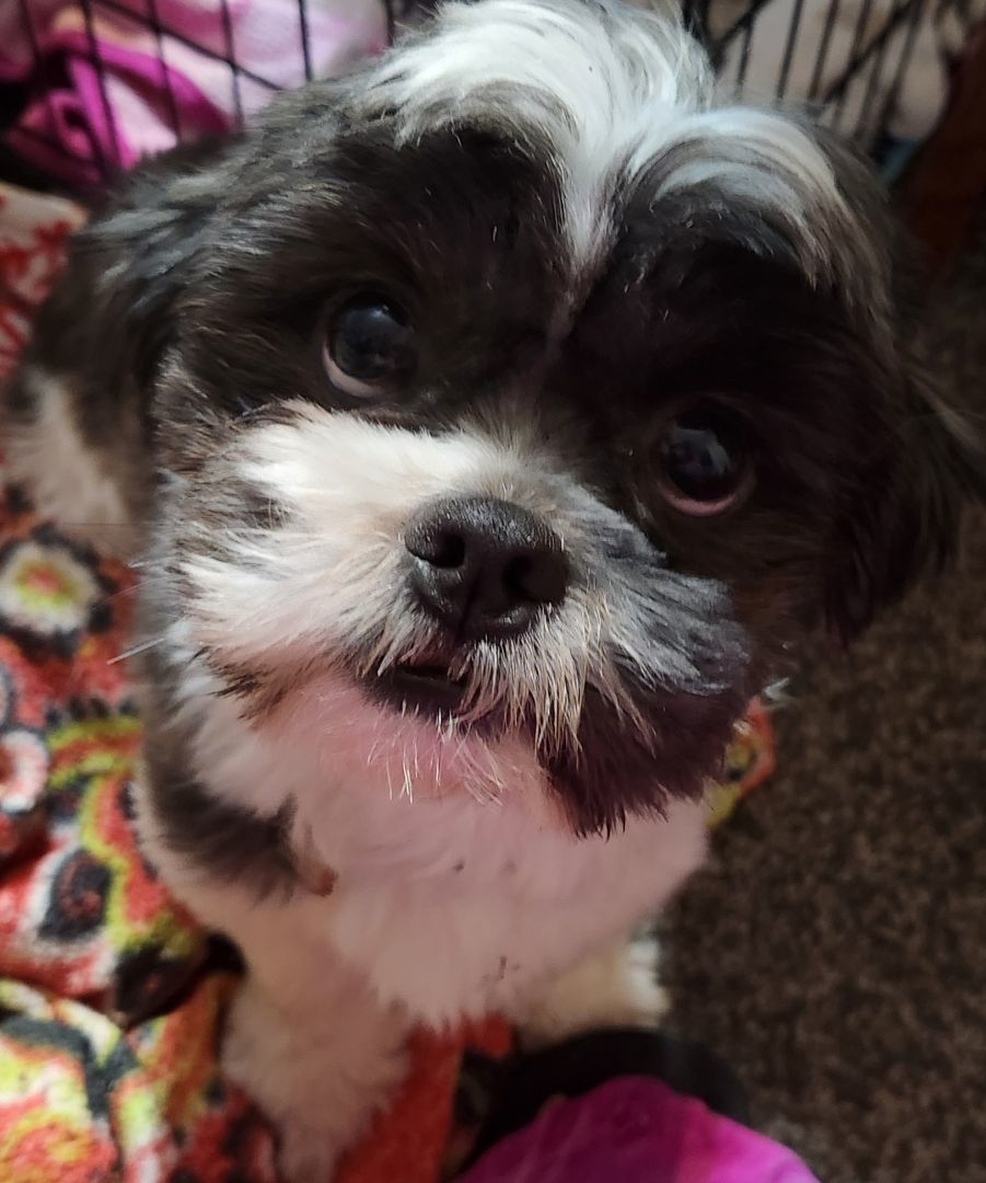 Harold, a Adopted mixed breed in Milford, MI image 1/4