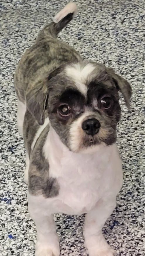 Harold, a Adopted mixed breed in Milford, MI image 2/4