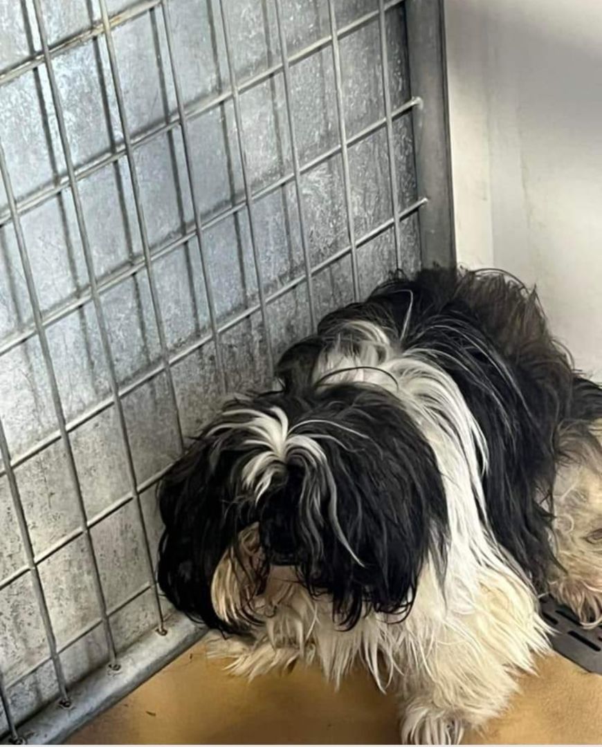 Harold, a Adopted mixed breed in Milford, MI image 3/4