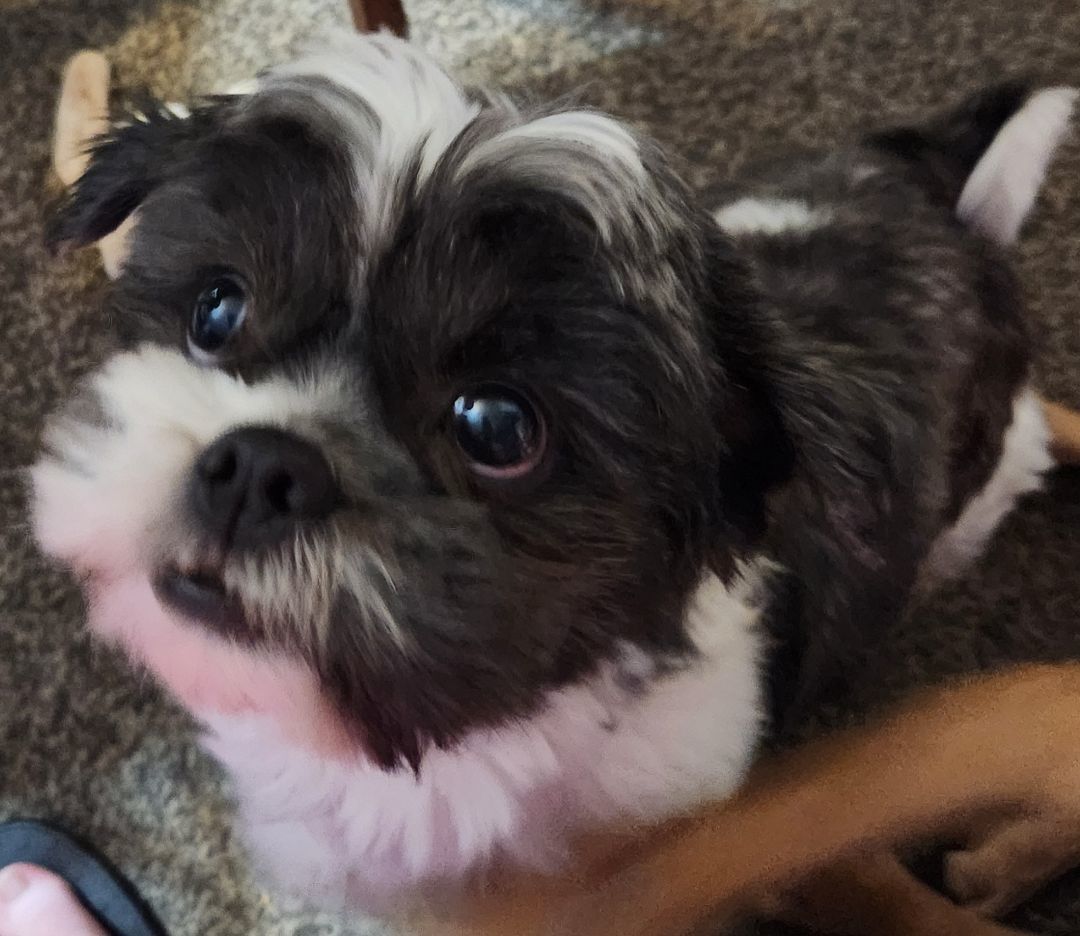 Harold, a Adopted mixed breed in Milford, MI image 4/4