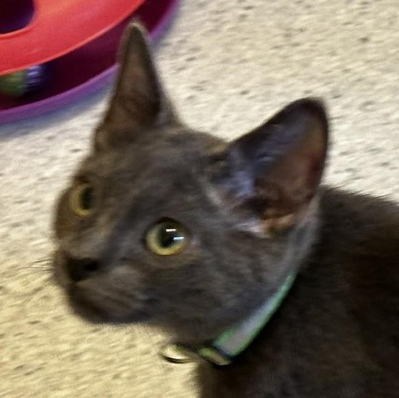 Enlarge Mocha - Fun Little Gal, an adopted mixed breed in Hoquiam, WA image 5/5