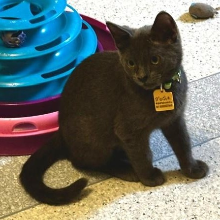 Enlarge Mocha - Fun Little Gal, an adopted mixed breed in Hoquiam, WA image 2/5
