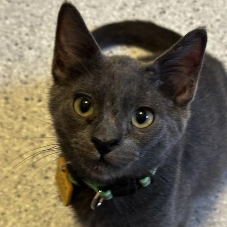 Mocha - Fun Little Gal, adopted, Kitten Female Russian Blue.