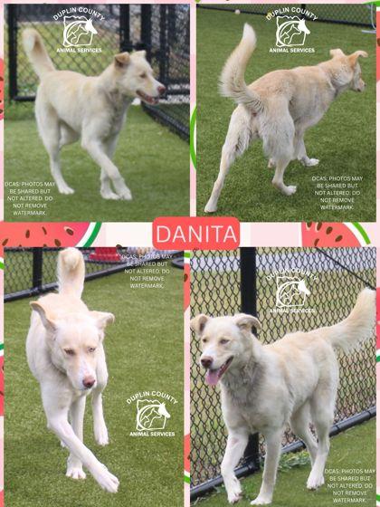 Enlarge DANITA, a Adoptable mixed breed in Kenansville, NC image 1/1