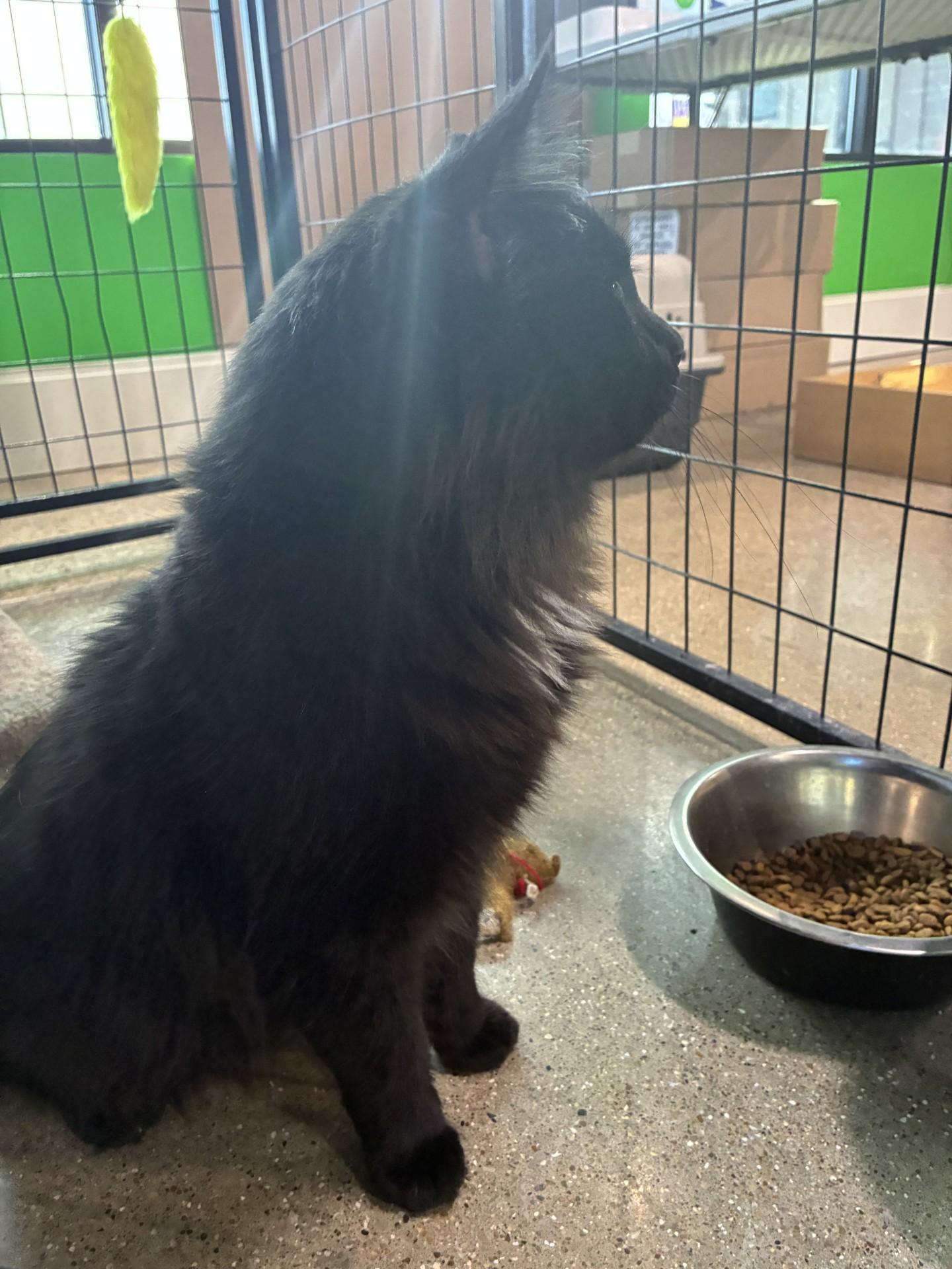 Enlarge Jett, a ADOPTABLE Domestic Long Hair in Ashland, IL image 2/2