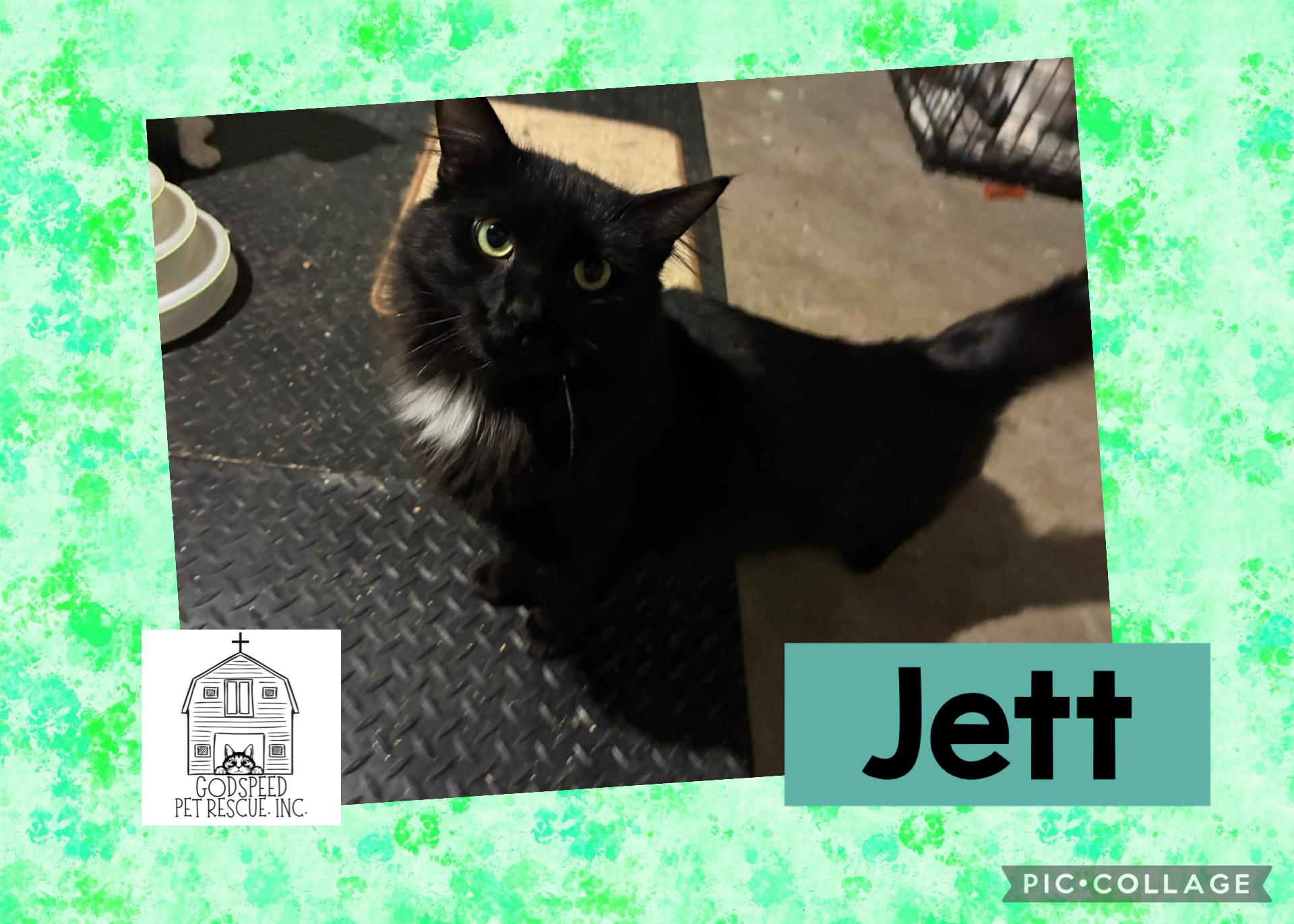 Jett, ADOPTABLE, Adult Male Domestic Long Hair.