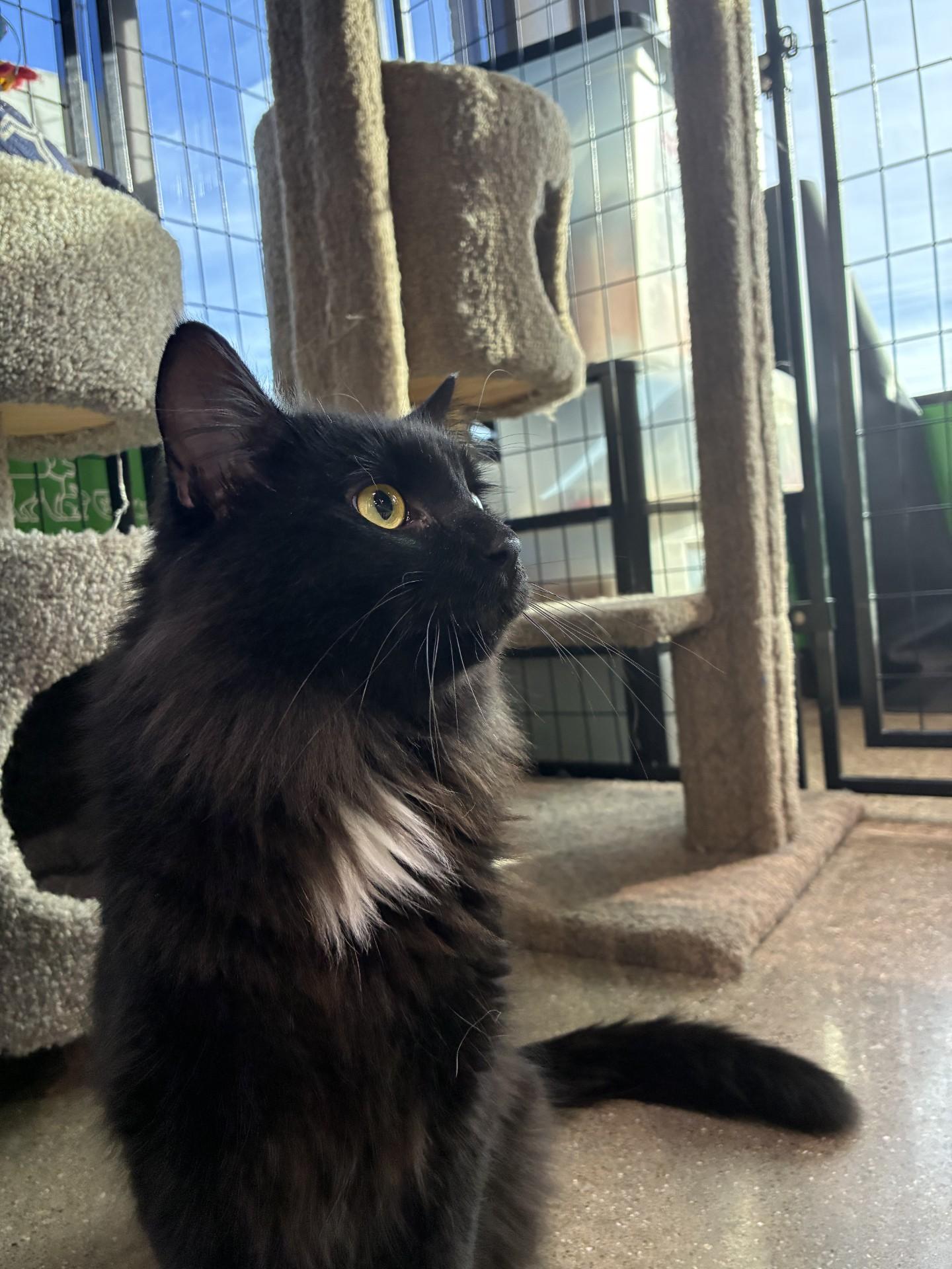 Jett, ADOPTABLE, Adult Male Domestic Long Hair.