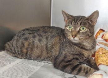 CA 129 Muffin, Adoptable, Young Female Domestic Short Hair.