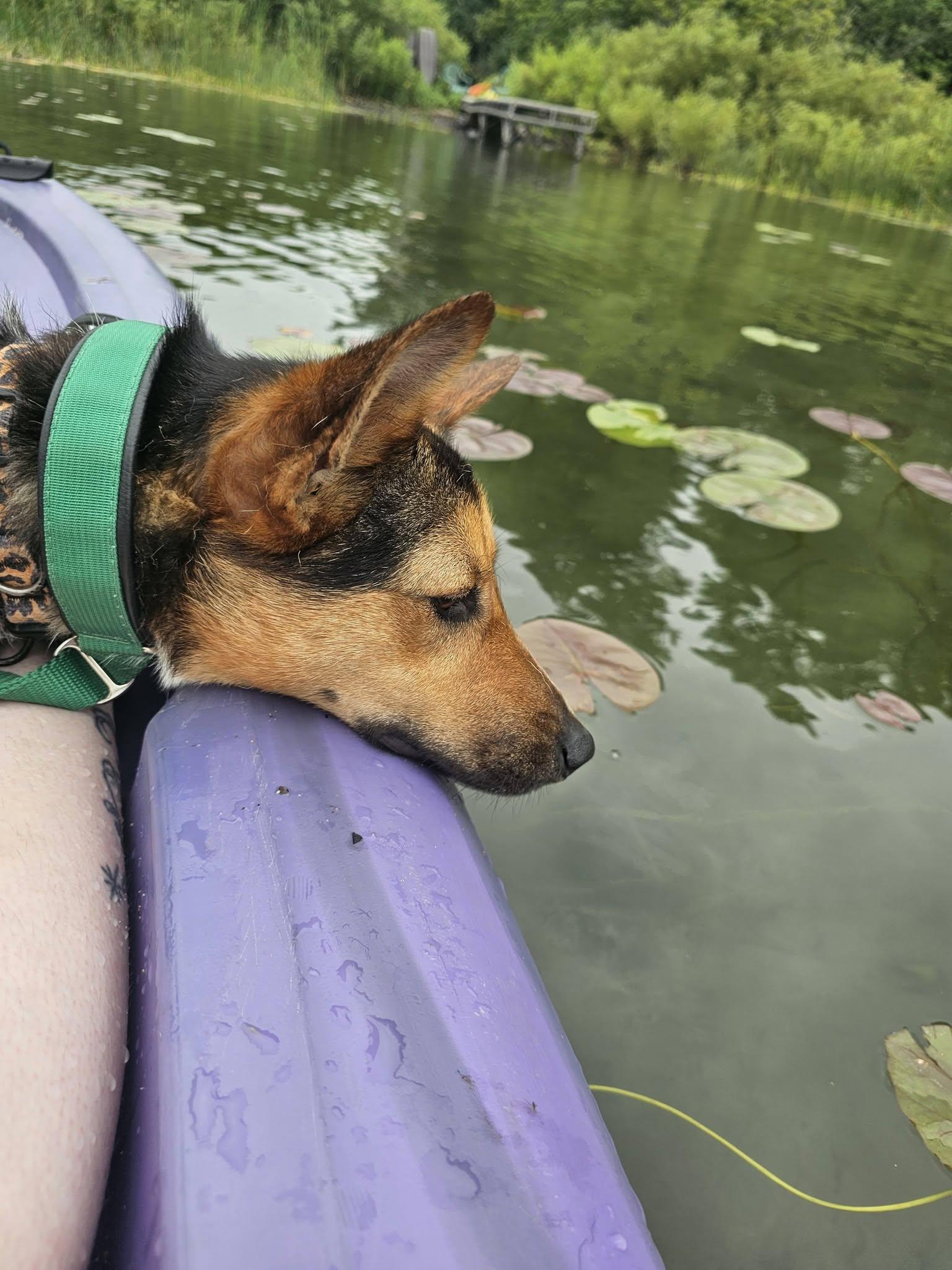Magical Sapphire, Adoptable, Young Female German Shepherd Dog & Australian Shepherd.