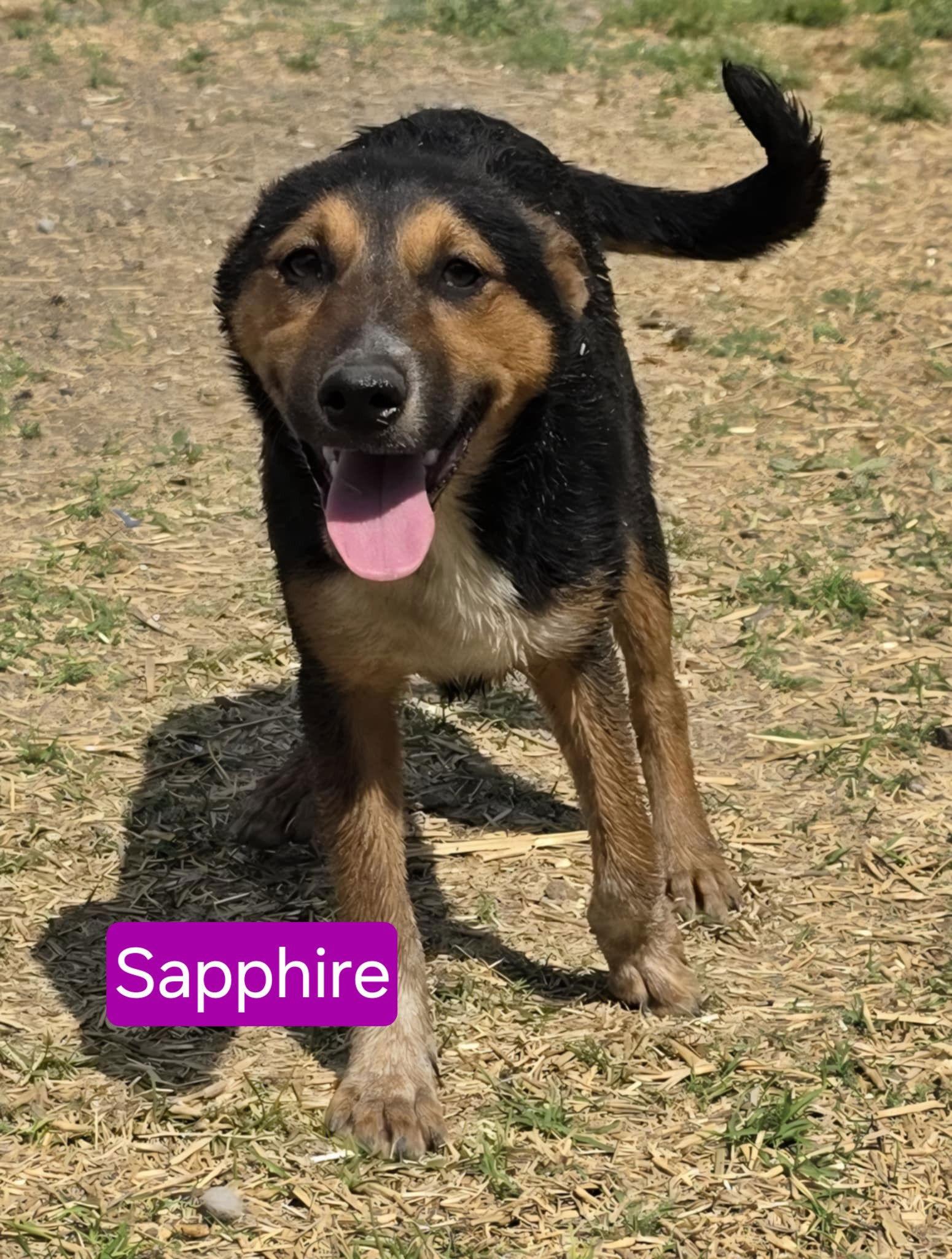 Magical Sapphire, a Adoptable mixed breed in Mukwonago, WI image 1/2