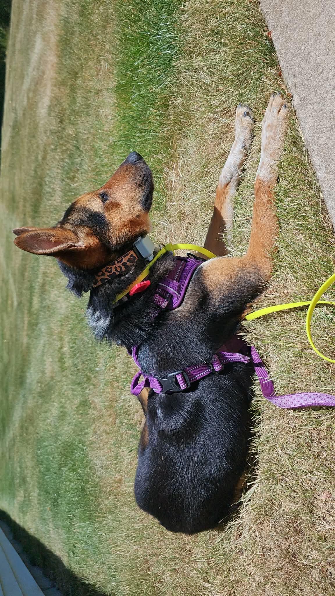 Enlarge Magical Sapphire, a Adoptable mixed breed in Mukwonago, WI image 2/3