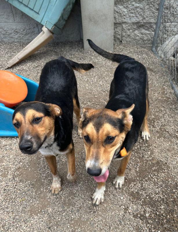 Magical Sapphire, a Adoptable mixed breed in Mukwonago, WI image 2/2