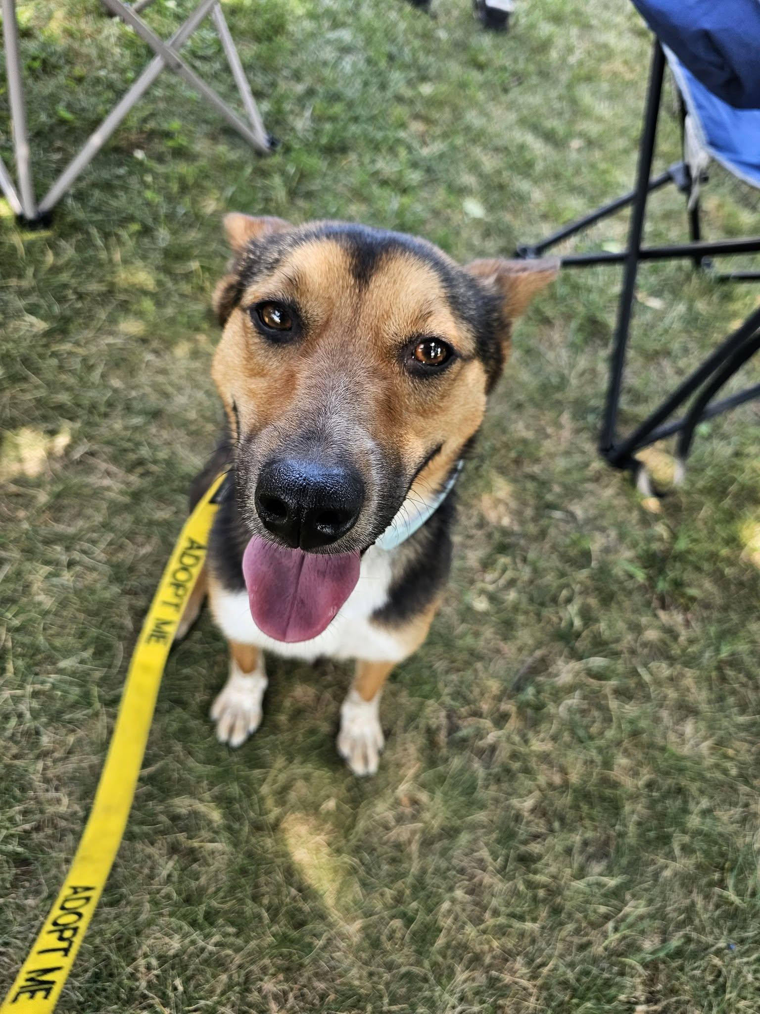 Enlarge Magical Sapphire, a Adoptable mixed breed in Mukwonago, WI image 2/3