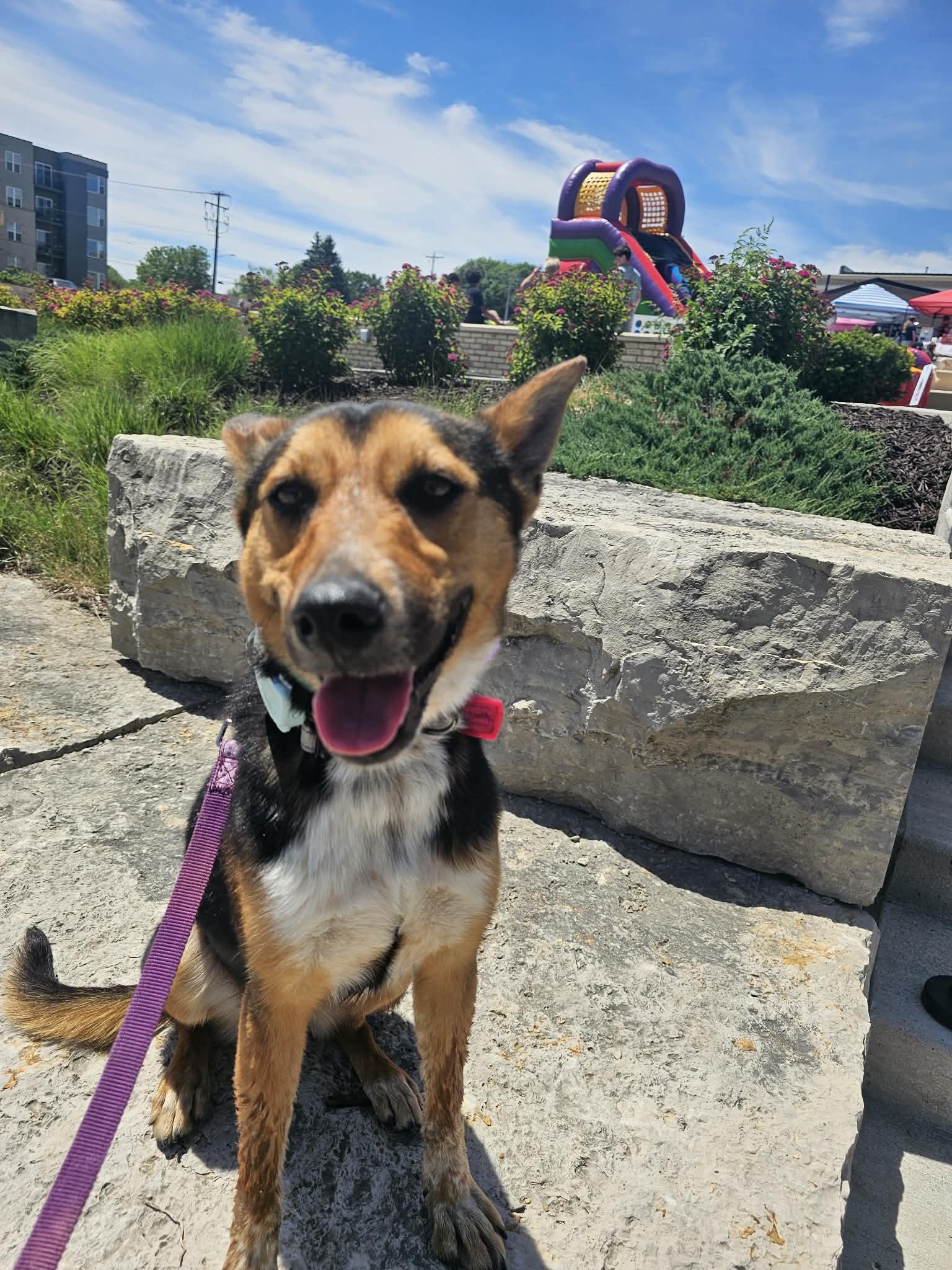 Enlarge Magical Sapphire, a Adoptable mixed breed in Mukwonago, WI image 3/3