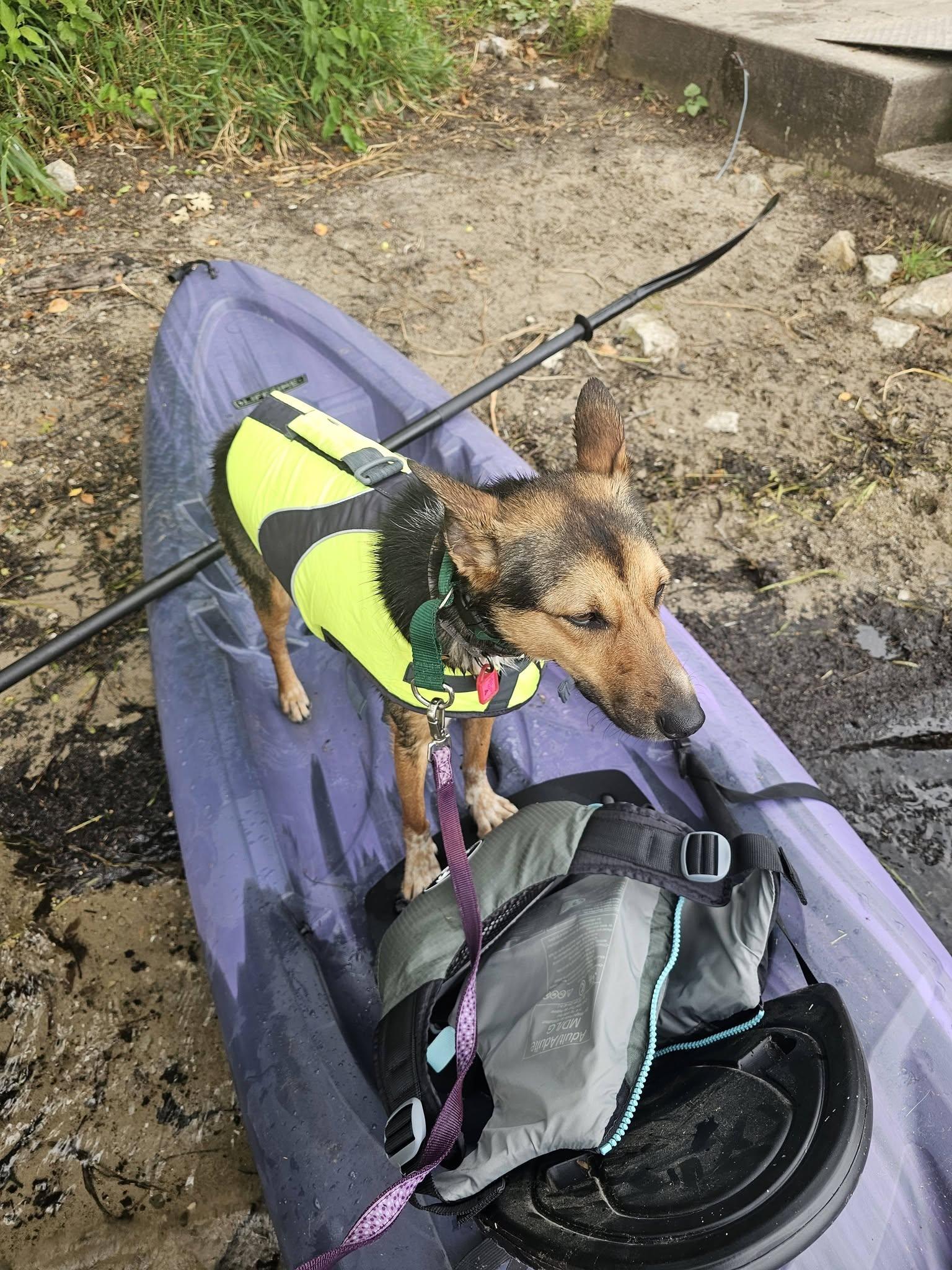 Enlarge Magical Sapphire, a Adoptable mixed breed in Mukwonago, WI image 3/3